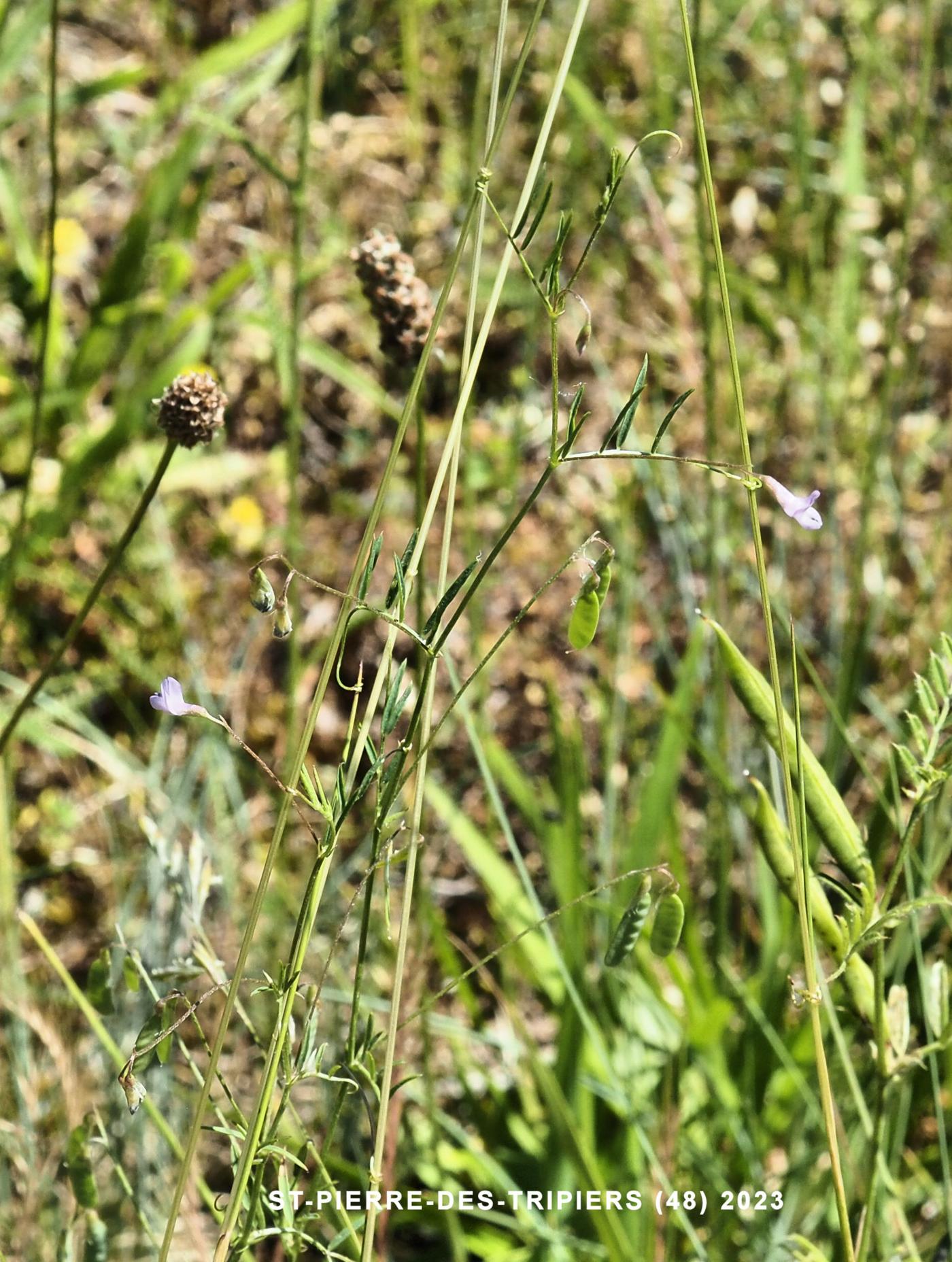 Tare, Smooth  plant